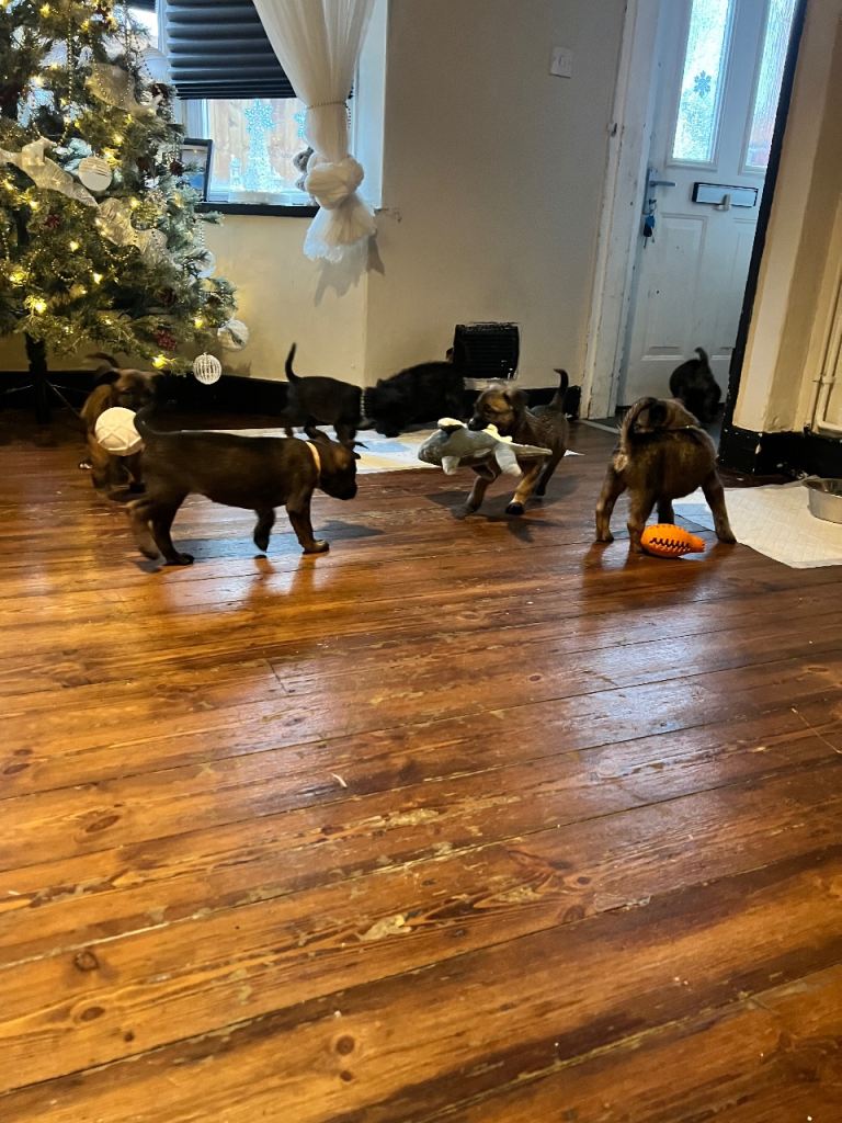 Belgium Mali x shepherd 