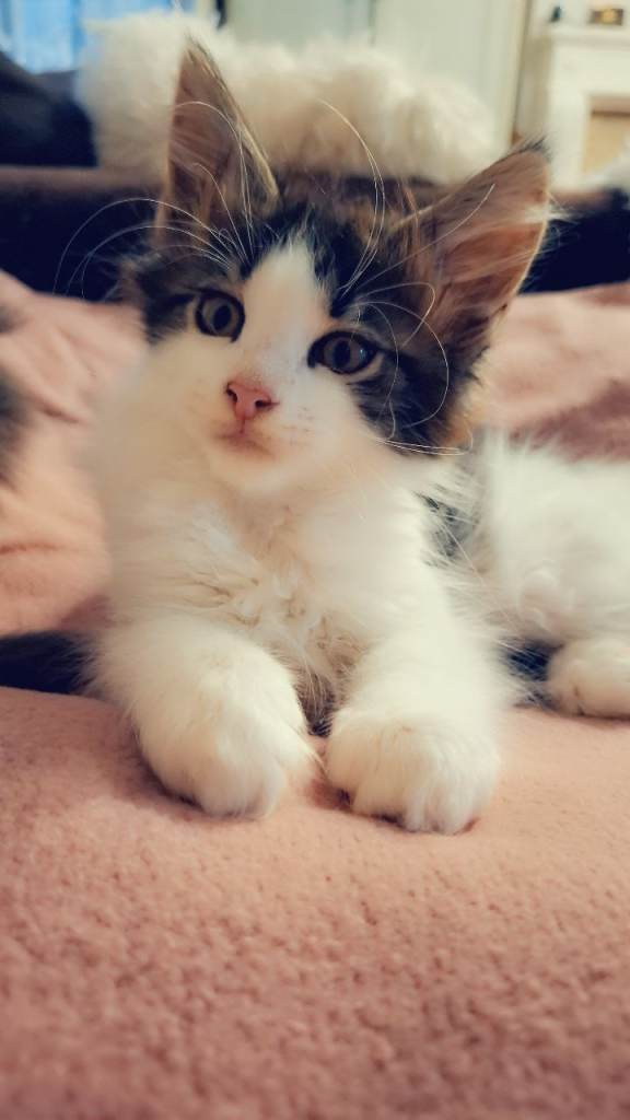 Pure Maine Coon kittens for Sale!!!