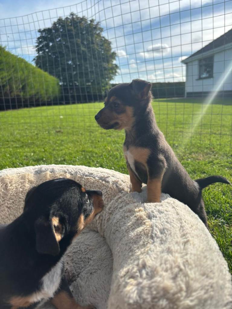 Jack russell puppies for sale