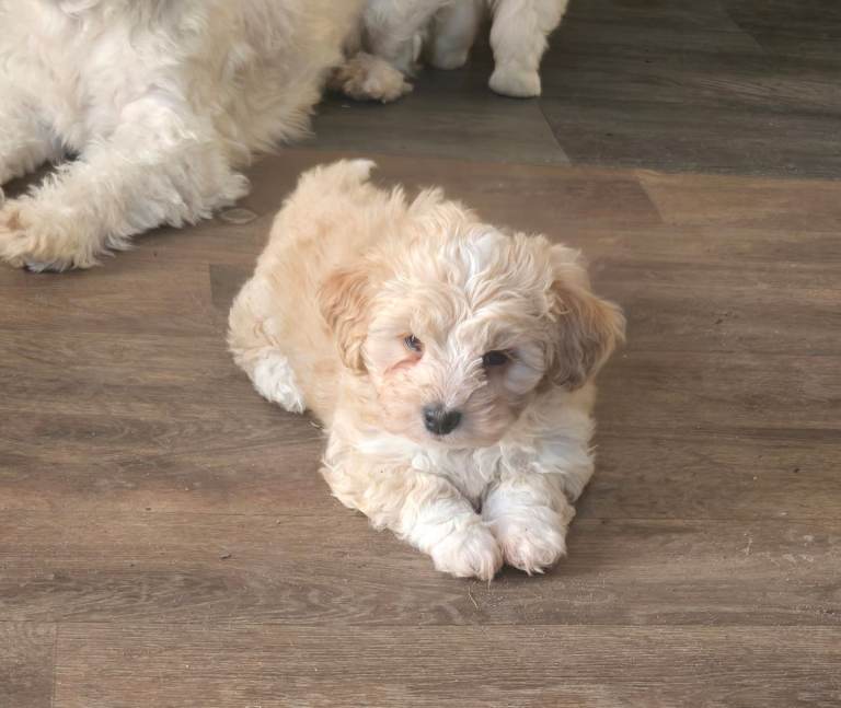 Maltichon puppies 