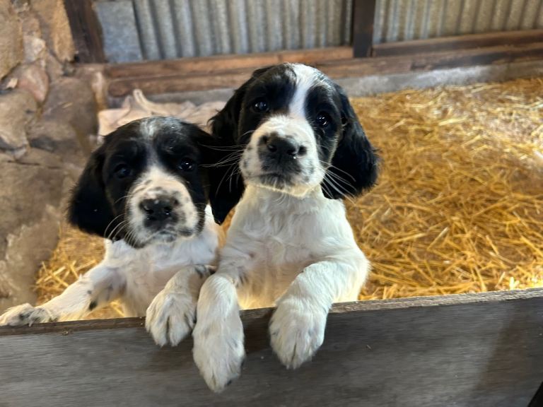 Sprocker puppies 