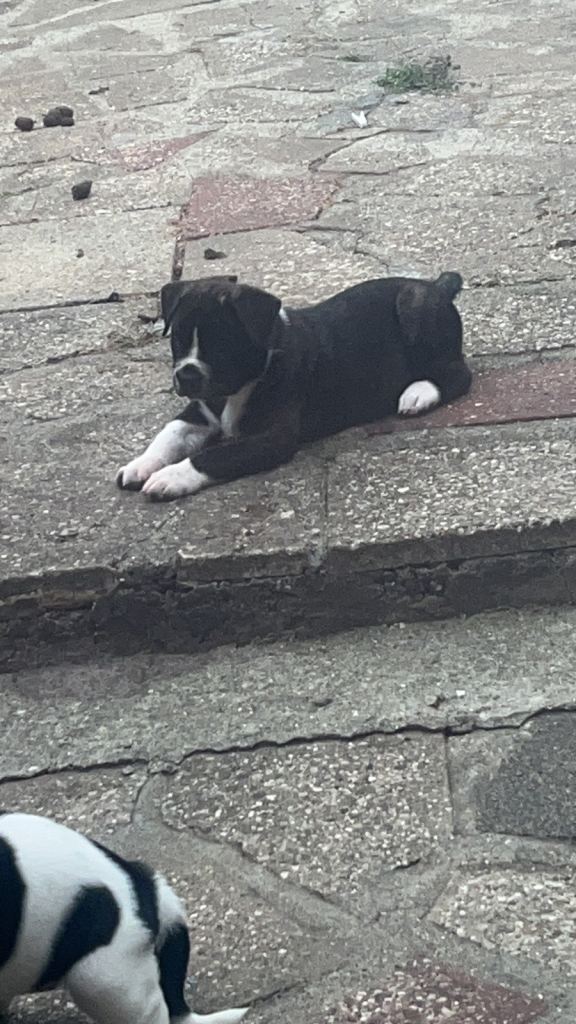Bullkita puppie 