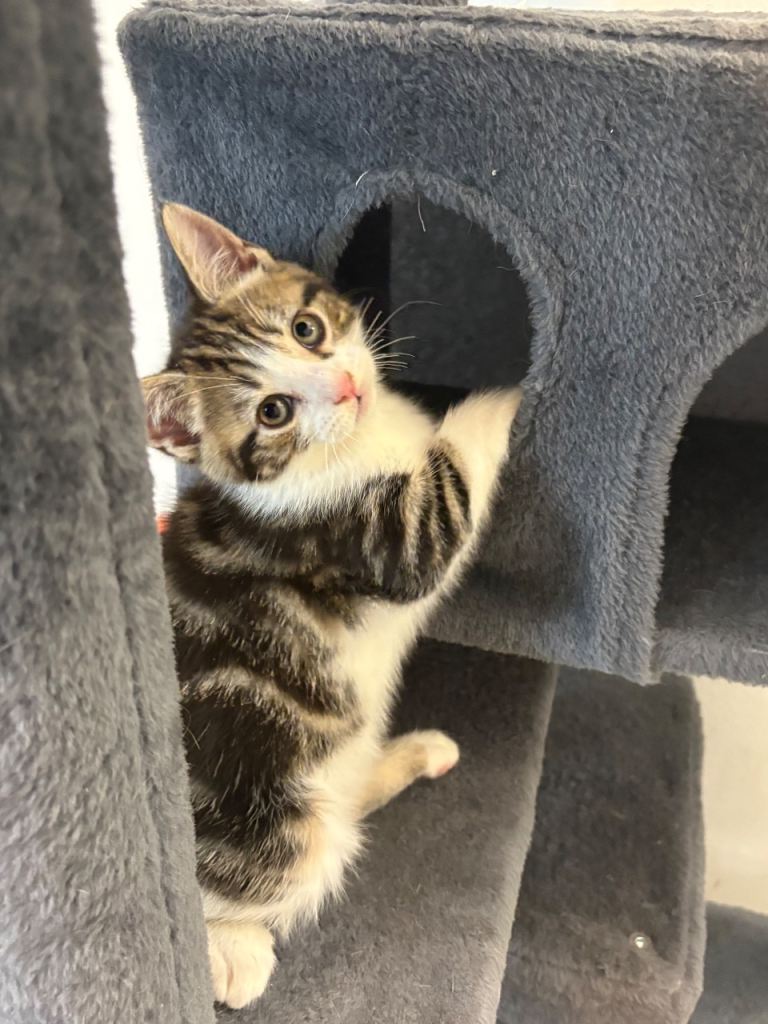 Last female kitten