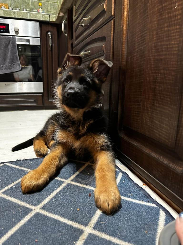 **Elite German Shepherd Puppies – Show & Breeding Potential 🏆**