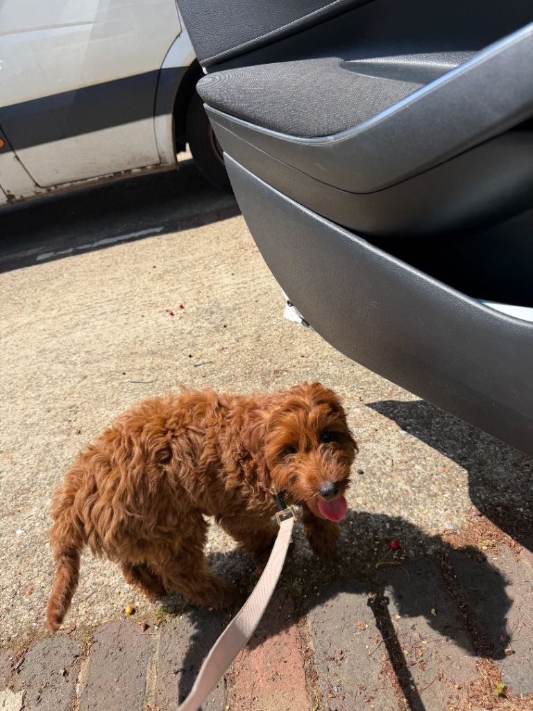 5 month old cockapoo for rehoming 