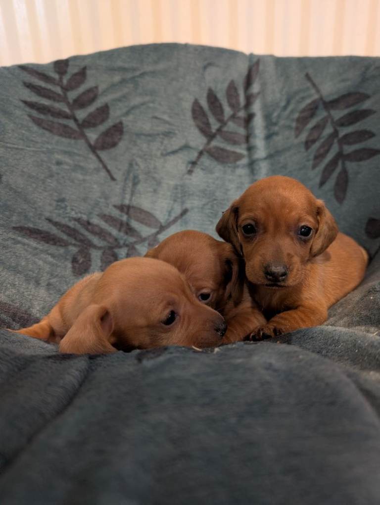 Beautiful Dachshund Puppies  