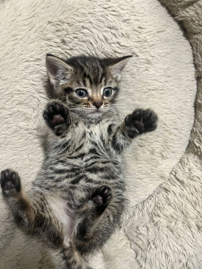 🐾 Beautiful Mixed Bengal & Tabby Kittens 