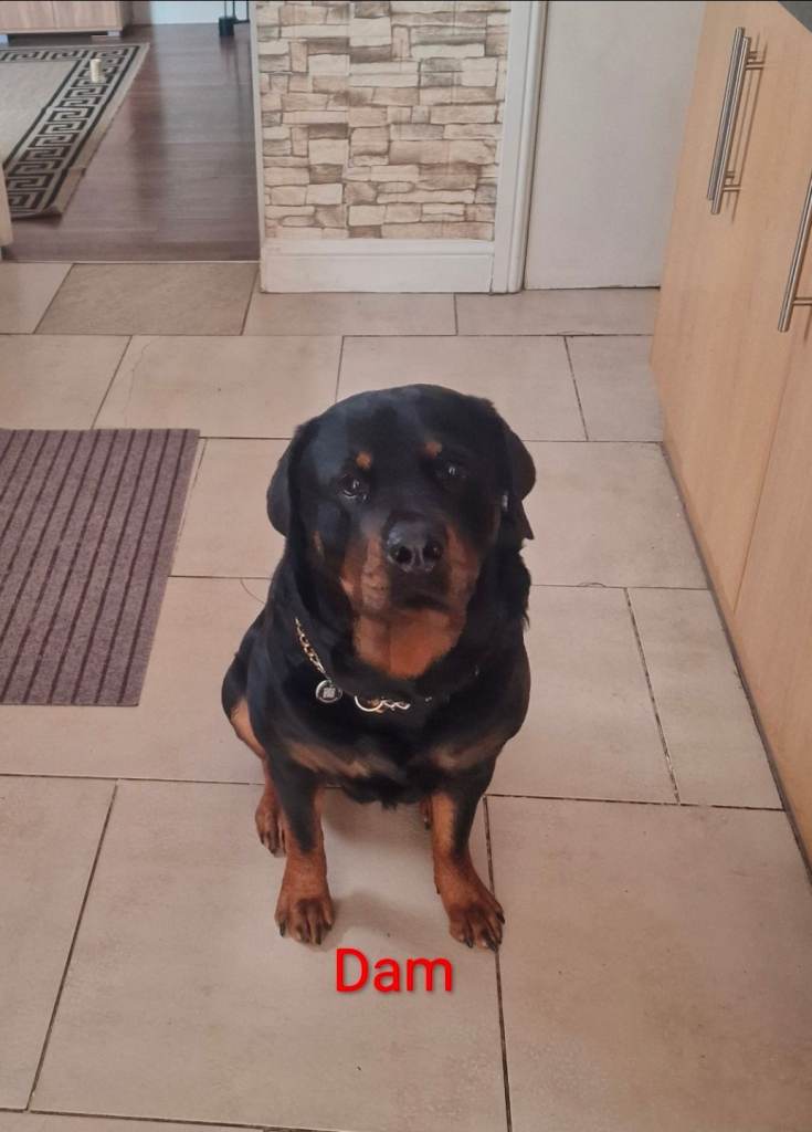 Purebred 6 females Rottweiler puppies avaliable 