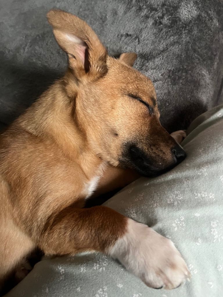 12 Week Jack Russell/Yorkie Puppy