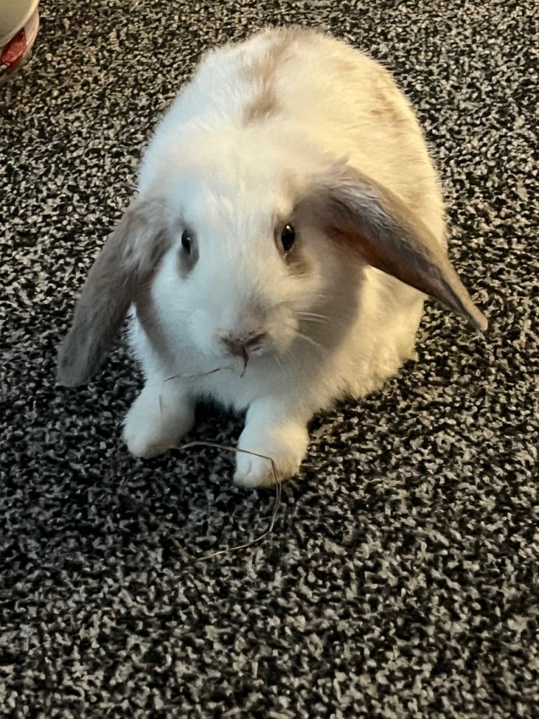 11 week old male rabbit with cage