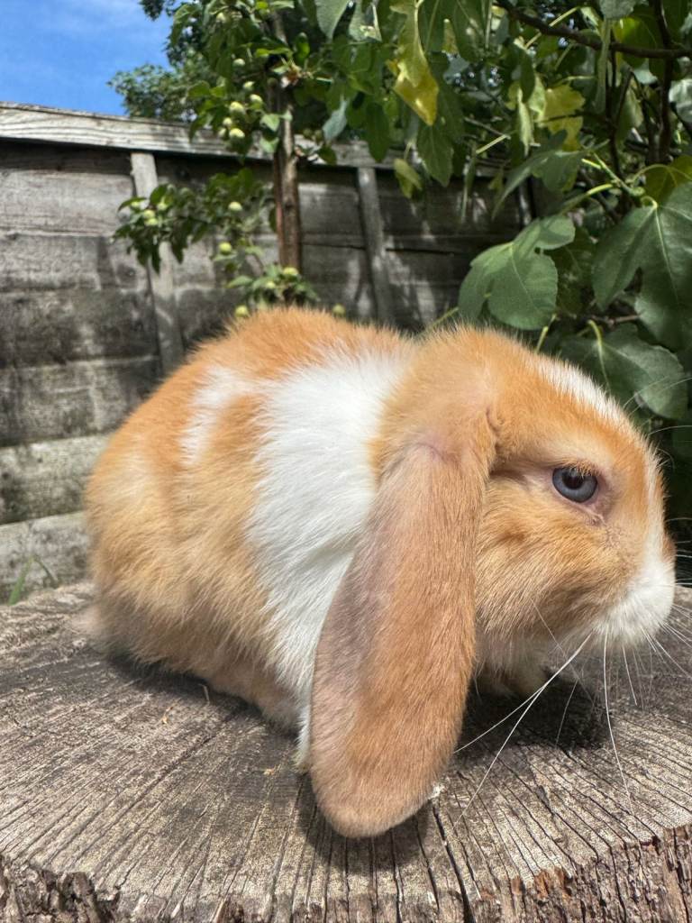 Friendly Mini Lop Bunny