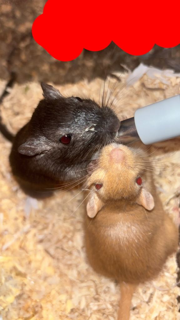 2 female gerbils, cage & accessories for sale