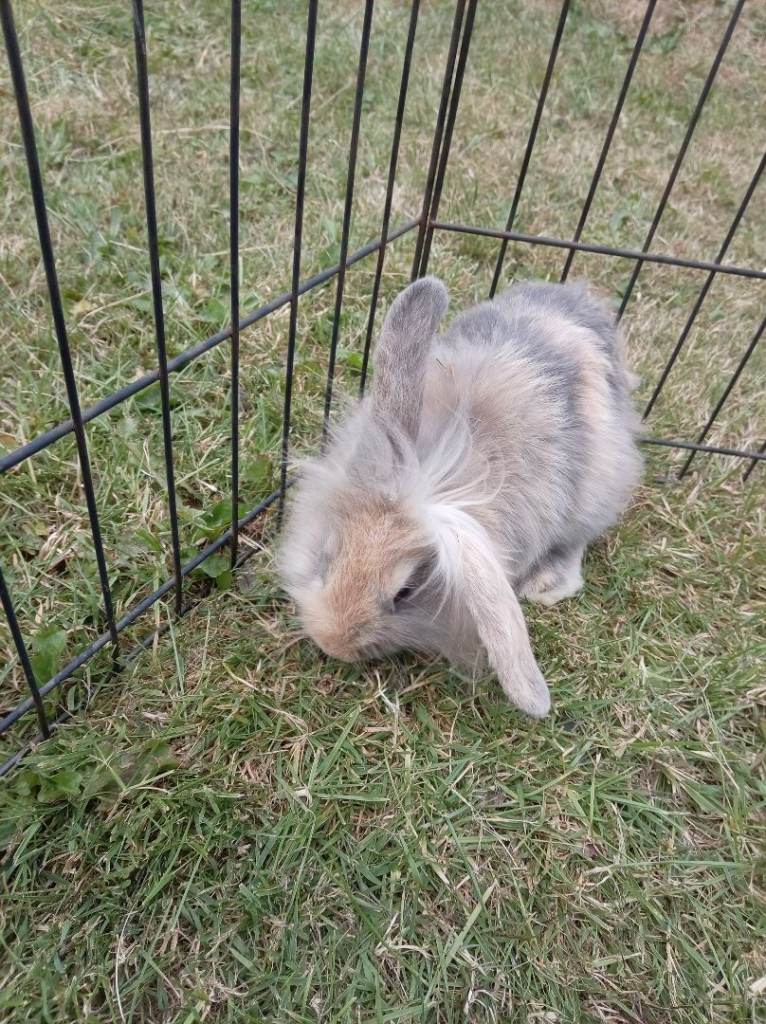 Baby bunnies