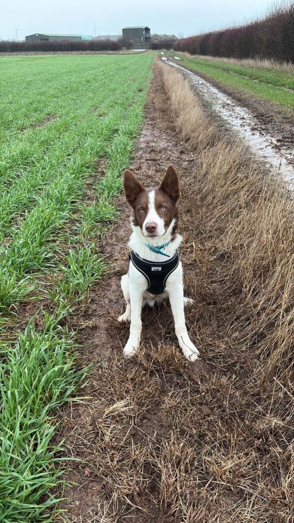Border collie 6 months old needs a loving home 