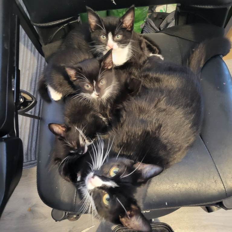 Kittens for sale 