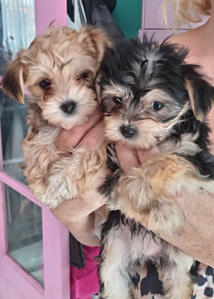 Yorkshire Terrier / Morkies available.