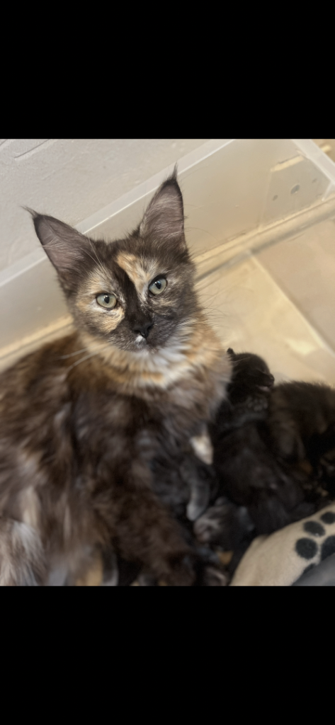 Maine coon cross kittens