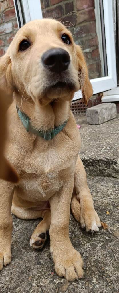 Goldador