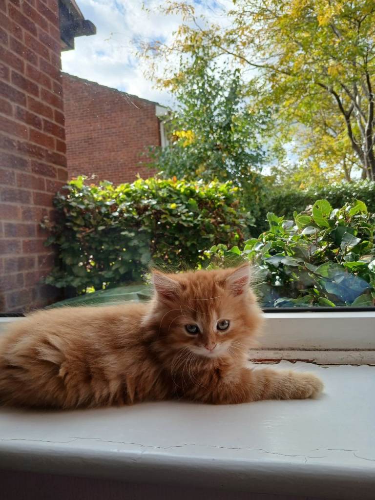 Half persian kittens