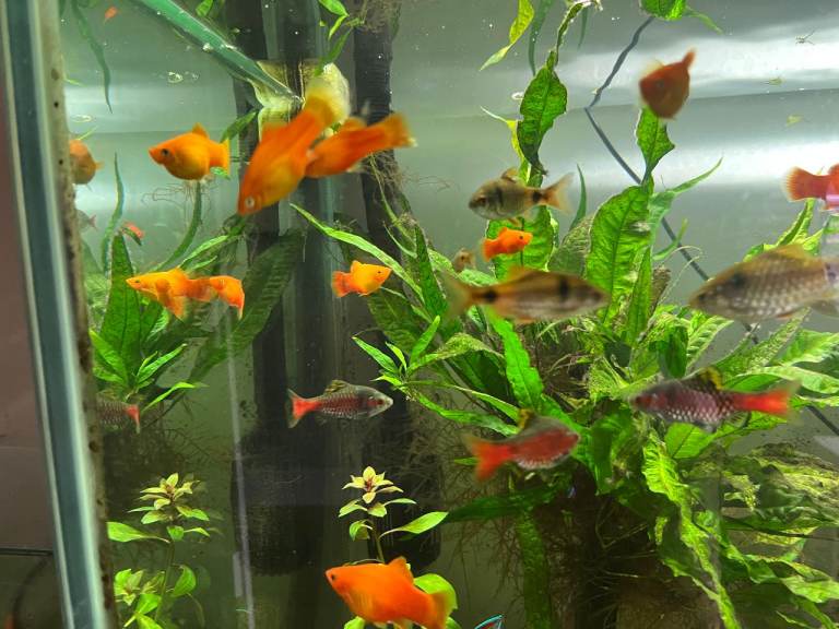 Orange Mollies (Assorted Ages)
