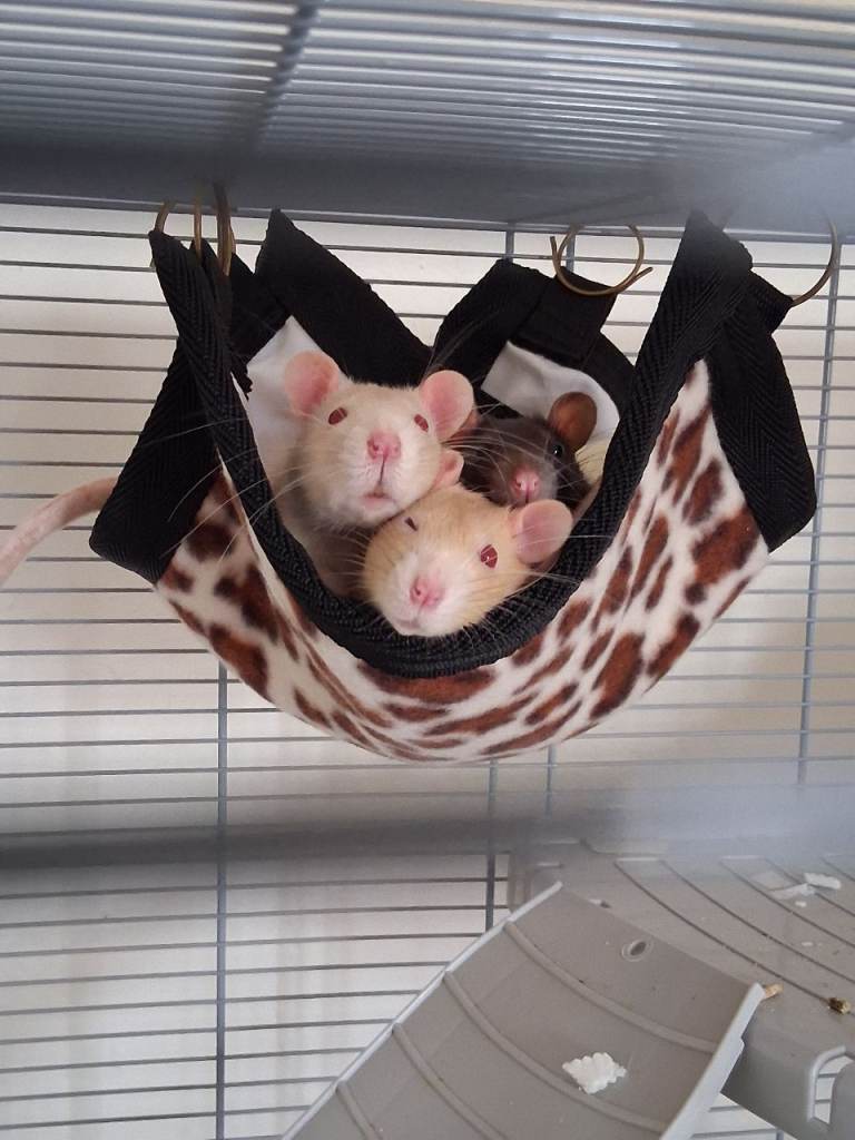 4 rats cage and accessories ready to leave 