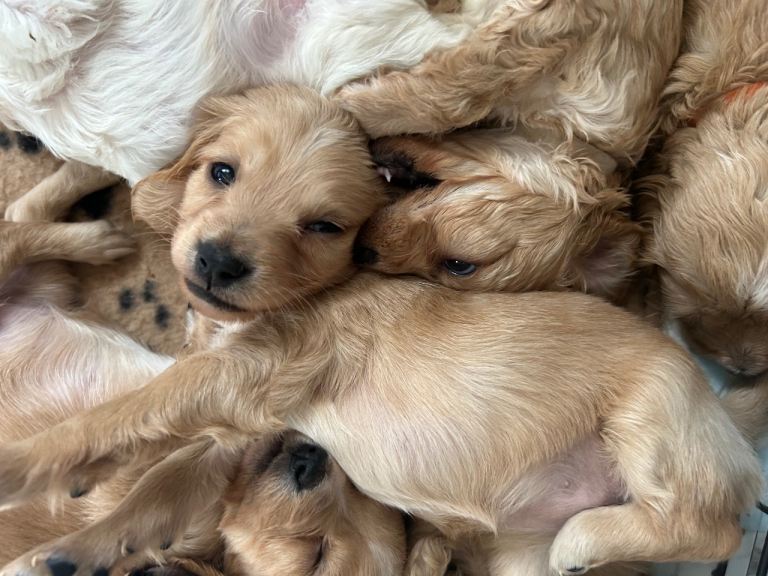 4 Gorgeous Cockapoo Puppies LEFT  NEW PHOTOS 
