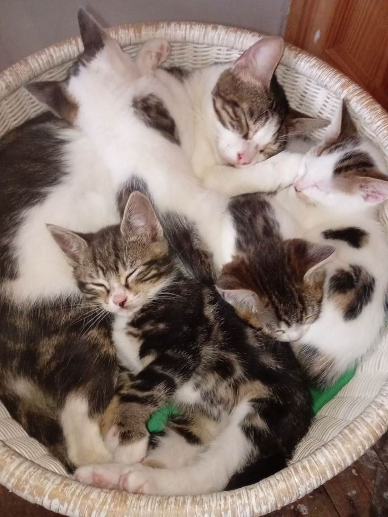 Kittens for sale (1/4 Bengal father)