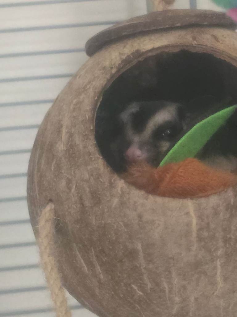 Bonded pair  5 mounths suger gligers 