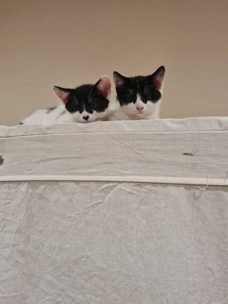 kittens for sale