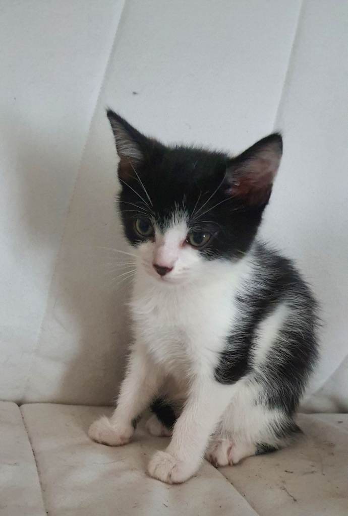 Kitten