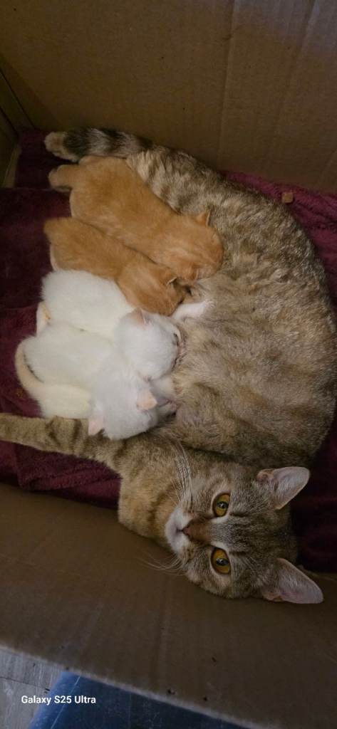 Adorable Kittens Looking for Their Forever Homes