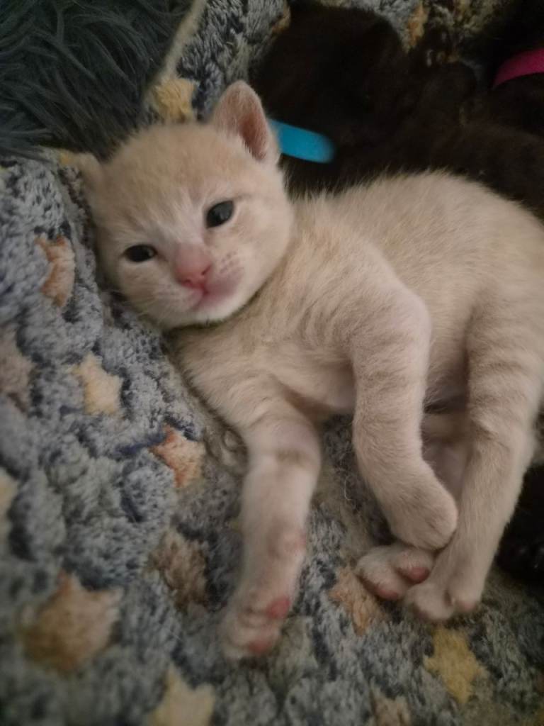 Stunning Kittens available to reserve Ready to leave mum 27/10/26.