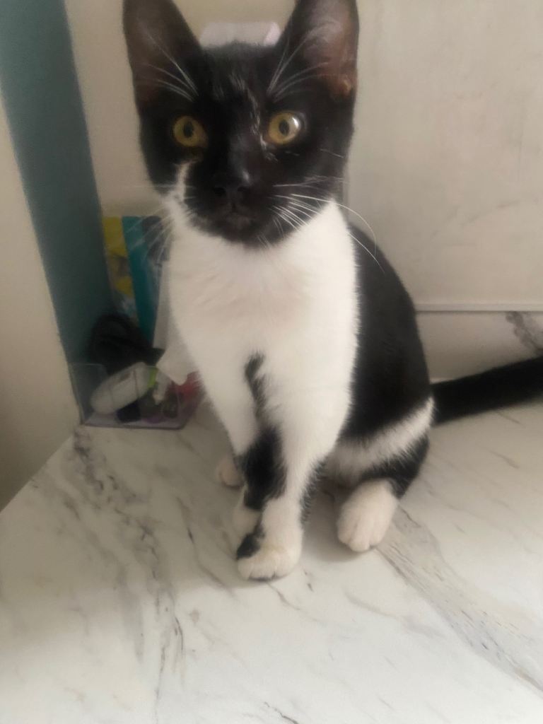 1 female kitten 