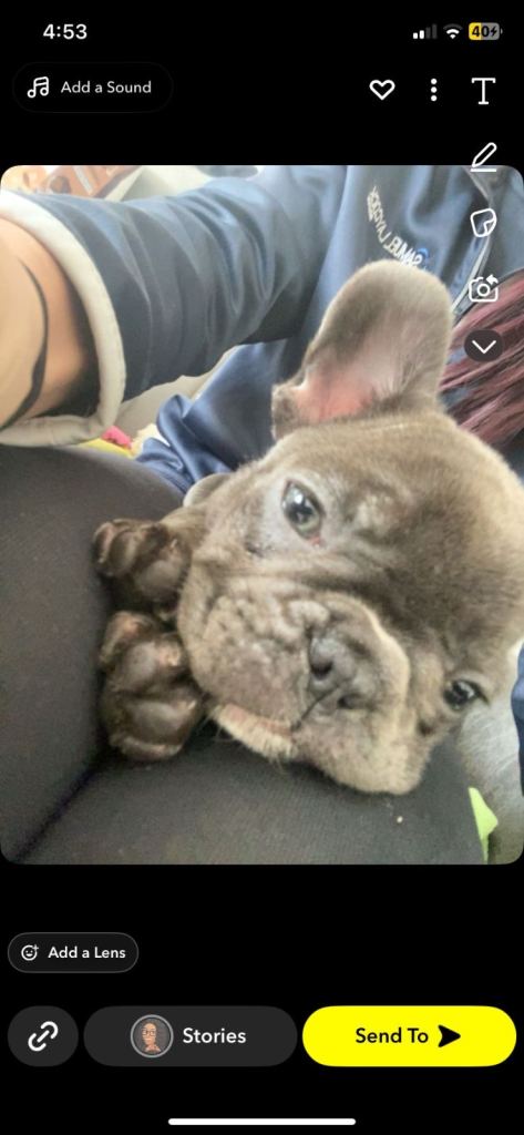 French Bulldog Puppy