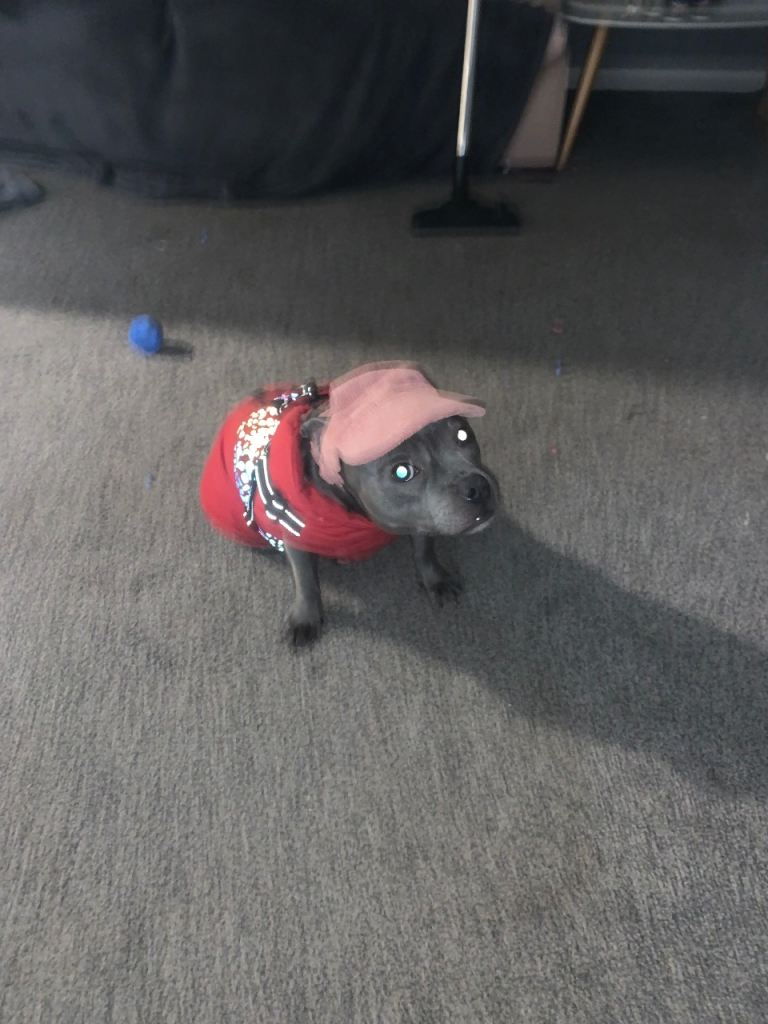 Female blue Staffordshire 