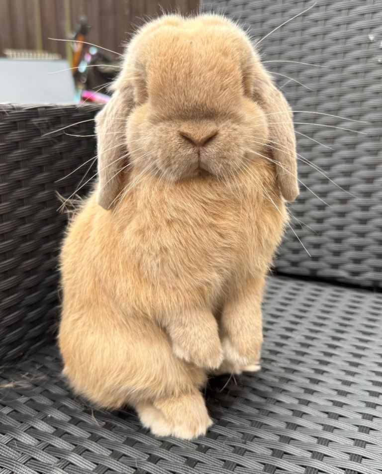image for Lilac torte mini lop doe