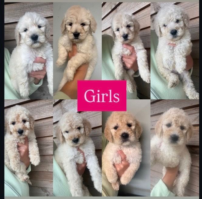 Goldendoodle Puppys for sale 