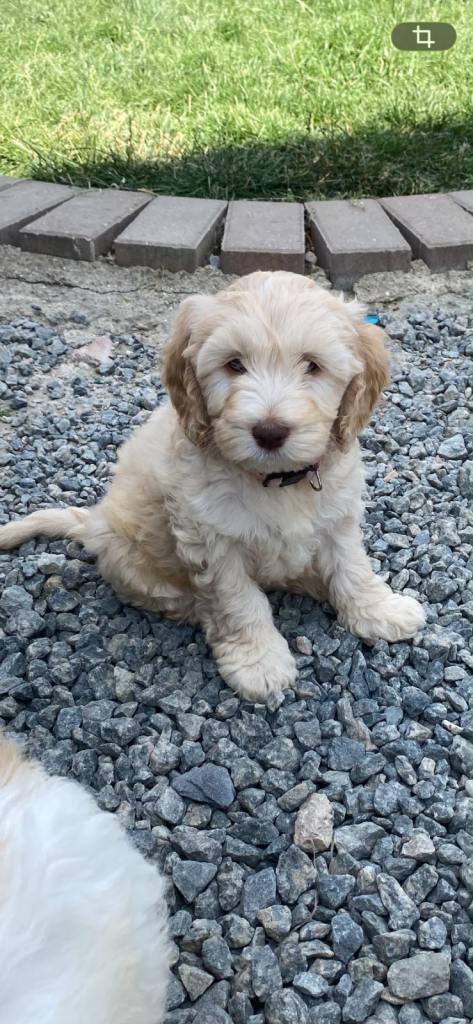 adorable cockapoo puppies