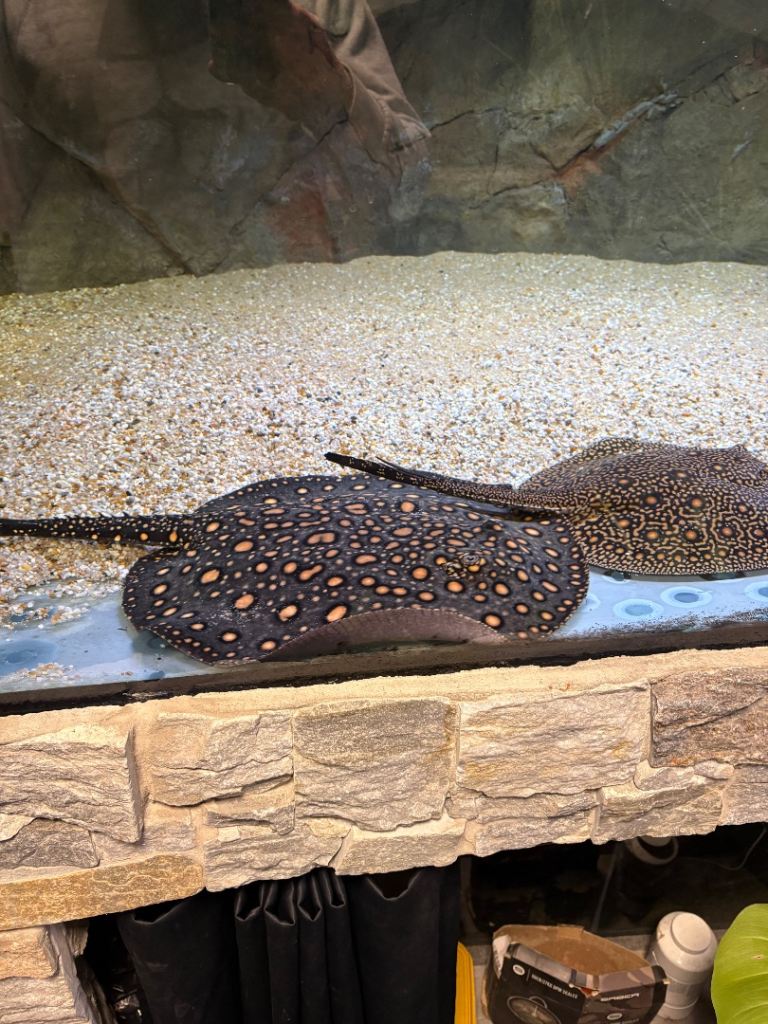 Hybrid stingray fish for sale and one large hybrid ray £270