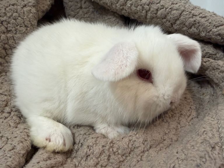Mini lops ready now 