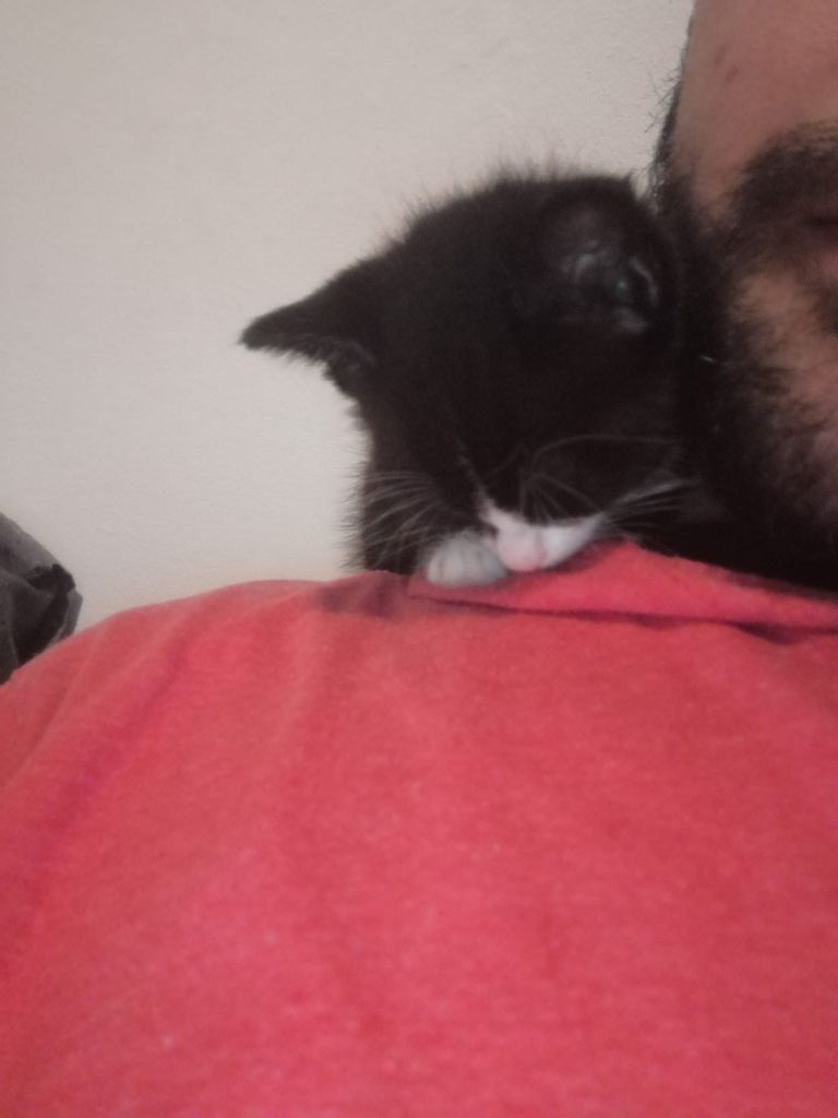 Super fluffy and loving male kitten