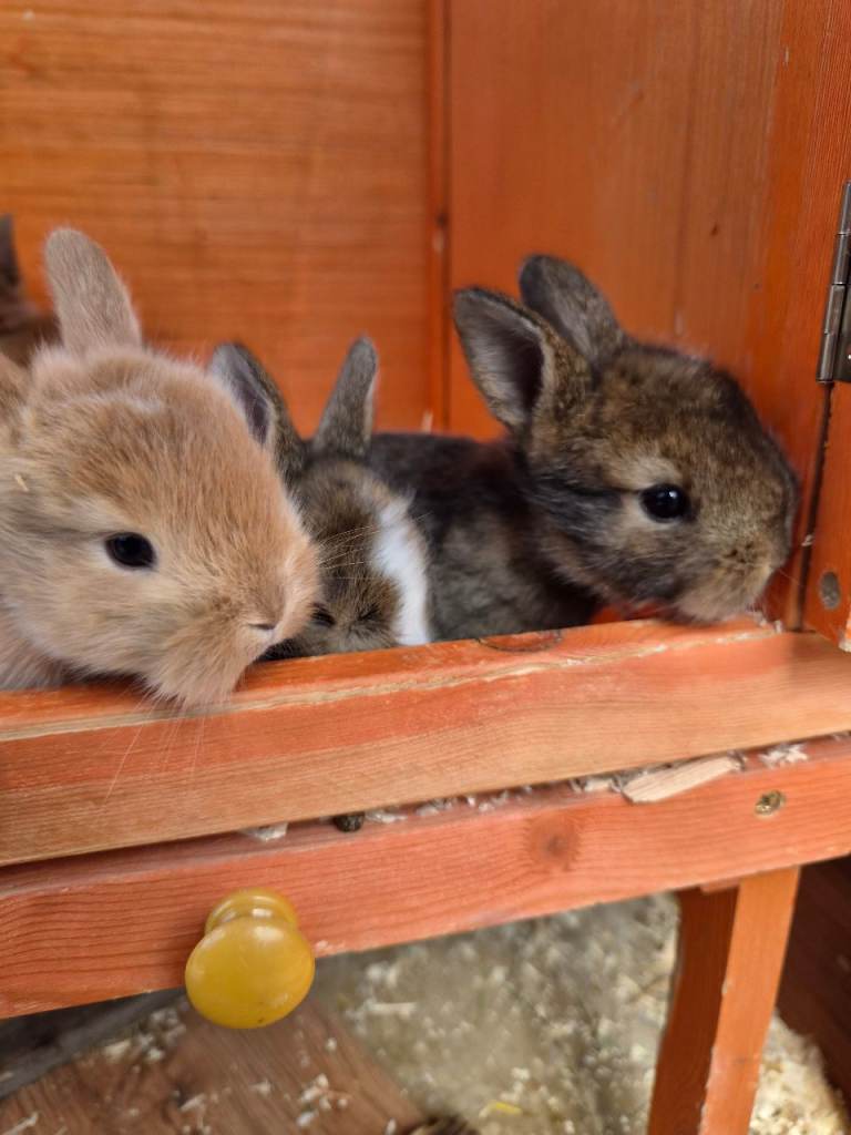 Mini lops and lion lops