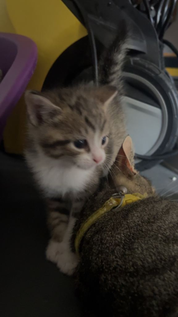 Kittens
