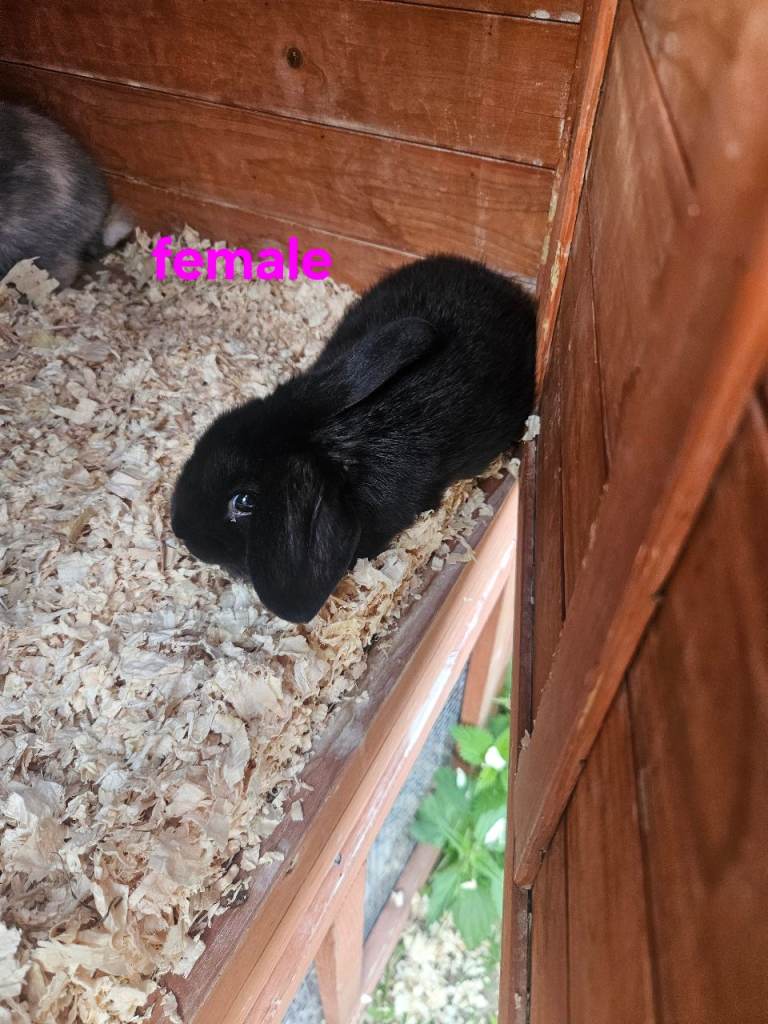 Baby rabbits 