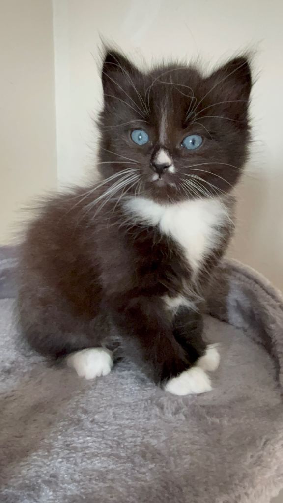 One boy kitten