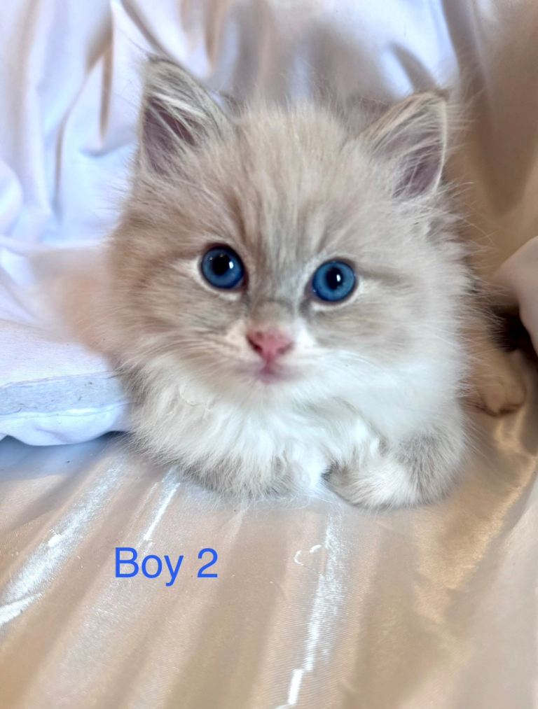 Clear Ragdoll 3 kittens 