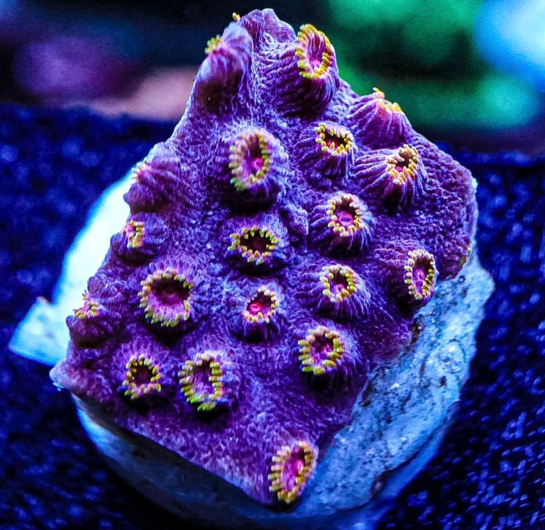 Bizzaro cyphastrea marine coral frag