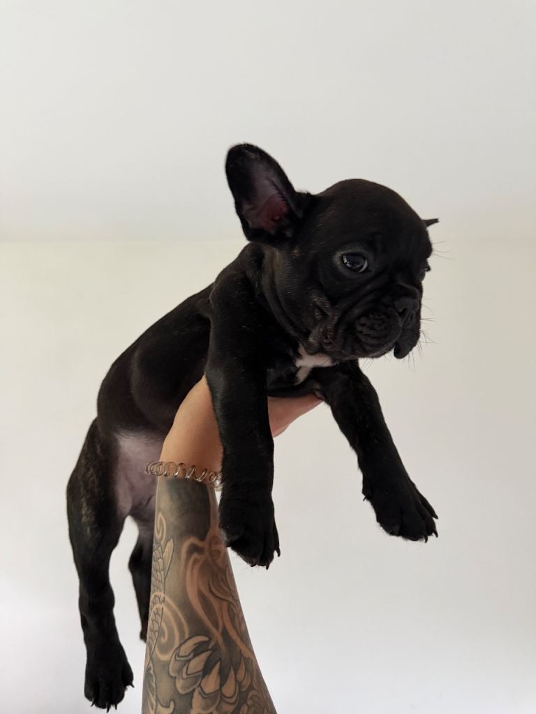 🐾 2 X MALE FRENCH BULLDOGS 🐾 