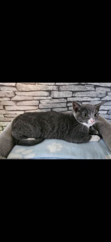 Mother cat and kittens to be rehomed