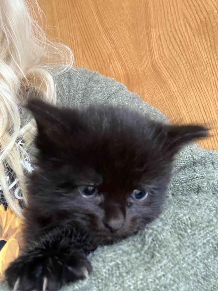 Stunning playful kittens